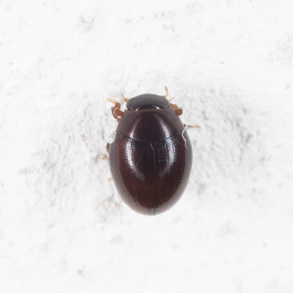 Hydrophilidae: Megasternum concinnum